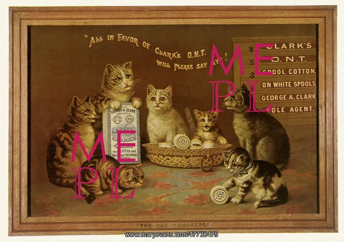  : The Cat Congress