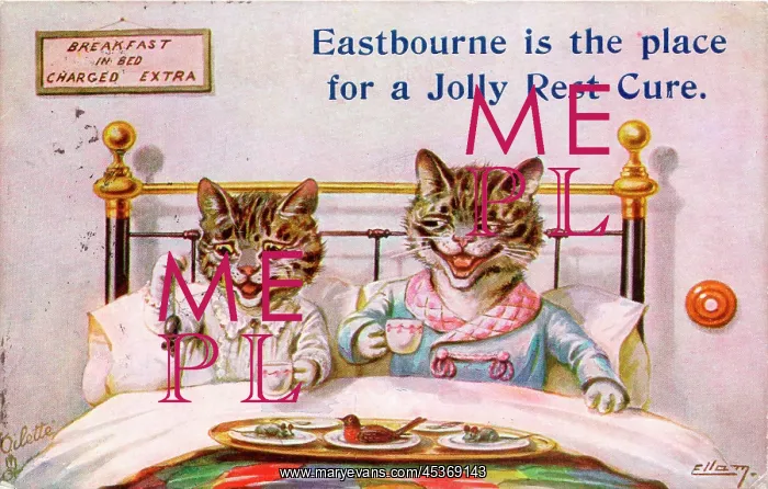 : Cat couple in bed on a greetings postcard : Cat couple in bed on a greetings postcard
