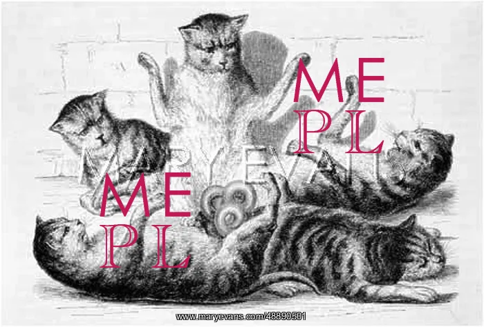 : CAT CROWN 1683 : CAT CROWN 1683
