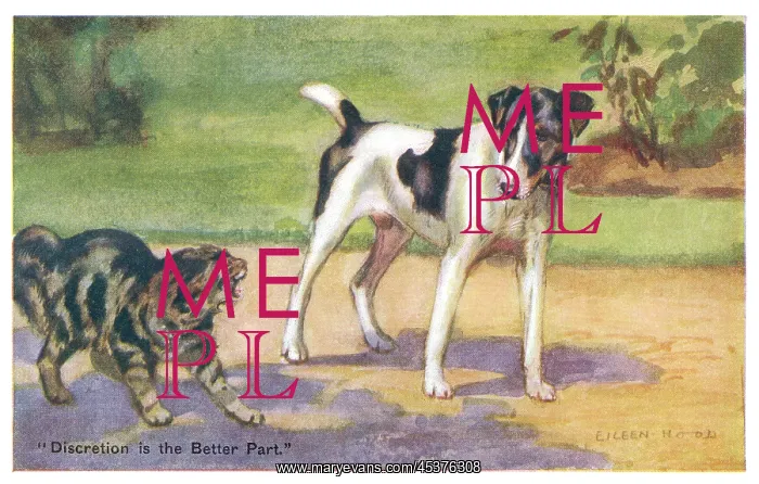 : Cat and Dog : Cat and Dog