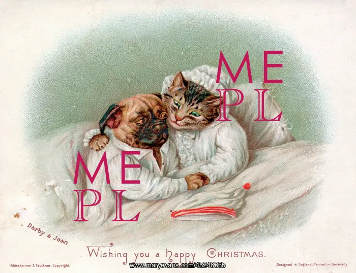: Cat and dog in bed on a Christmas card : Cat and dog in bed on a Christmas card