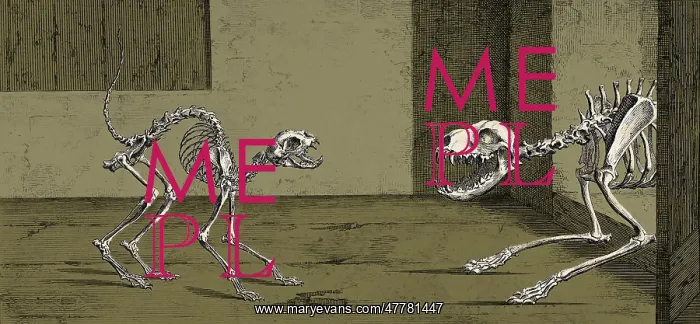 : Cat and Dog Skeletons, 1733 : Cat and Dog Skeletons, 1733