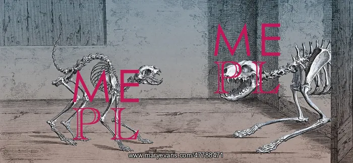 : Cat and Dog Skeletons, 1733 : Cat and Dog Skeletons, 1733