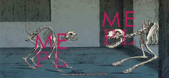 : Cat and Dog Skeletons, 1733 : Cat and Dog Skeletons, 1733