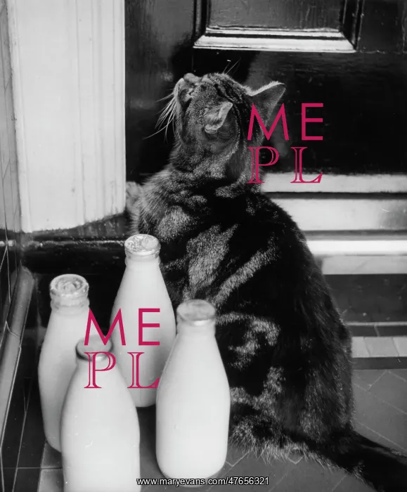 : Cat on doorstep with four pints of milk : Cat on doorstep with four pints of milk