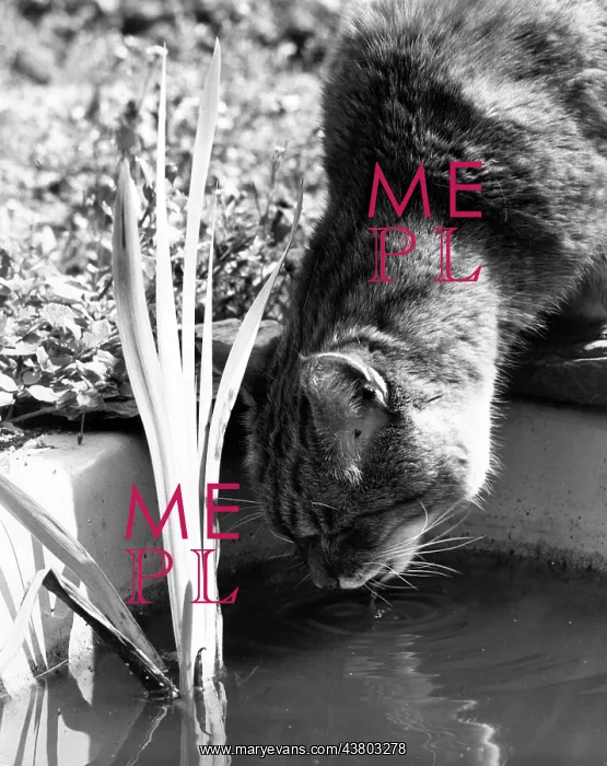  : Cat drinking water from a garden pond