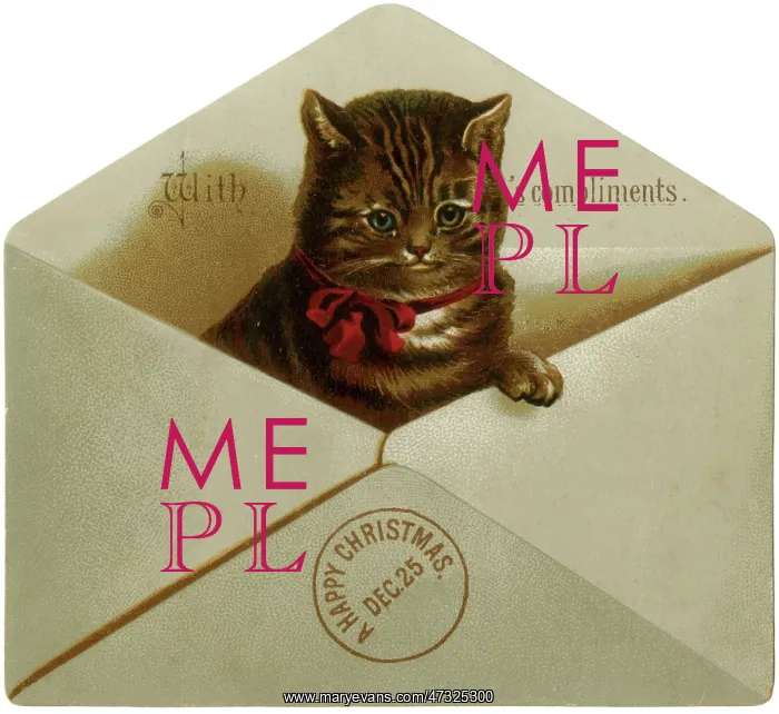  : Cat in Envelope