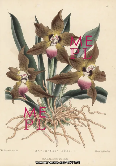 : Cat-face orchid, Huntleya burtii : Cat-face orchid, Huntleya burtii