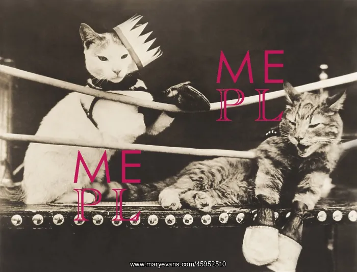 : Cat fight : Cat fight