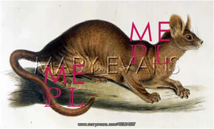 : CAT / FOSSA 1835 : CAT / FOSSA 1835