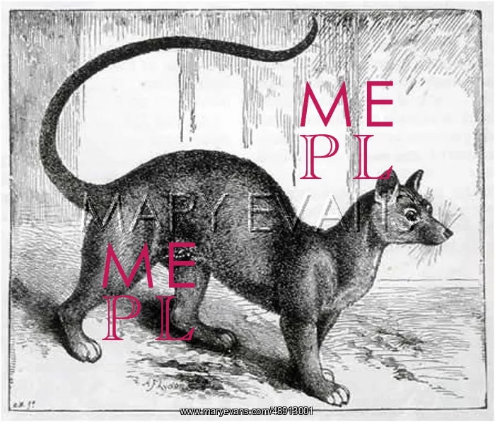 : CAT / FOSSA 1893 : CAT / FOSSA 1893