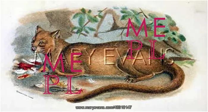  : CAT  /  FOSSA C1860
