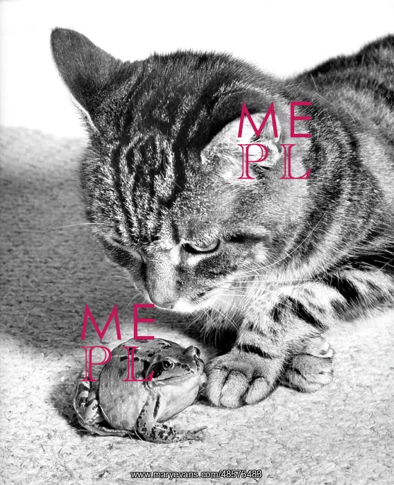  : Cat and Frog