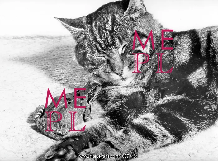  : Cat and Frog