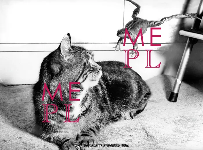  : Cat and Frog
