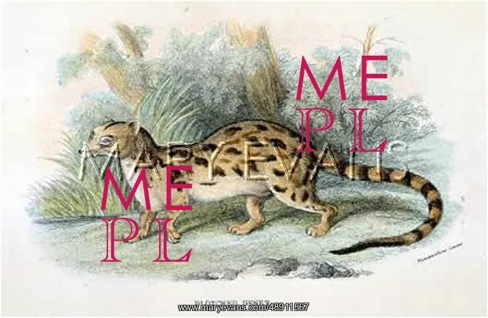 : CAT  /  GENET C1860