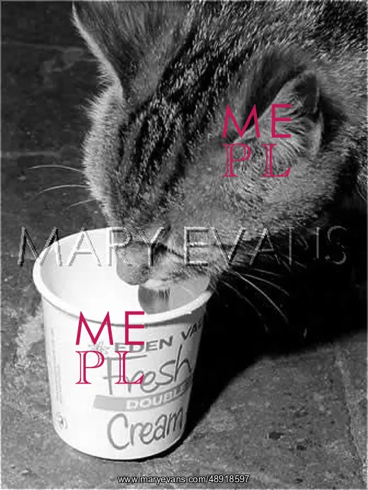 : CAT GETS THE CREAM : CAT GETS THE CREAM