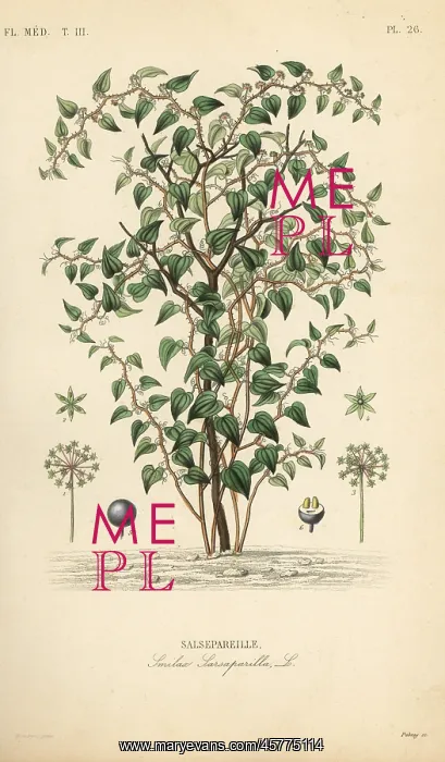 : Cat greenbriar or catbriar, Smilax glauca : Cat greenbriar or catbriar, Smilax glauca