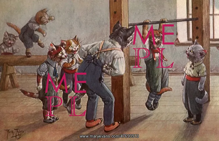 : Cat Gym : Cat Gym