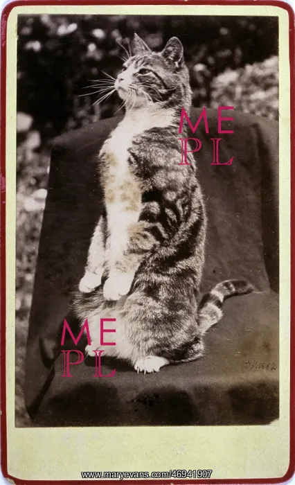  : CAT ON ITS HAUNCHES