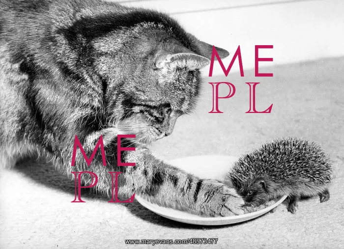  : Cat and Hedgehog