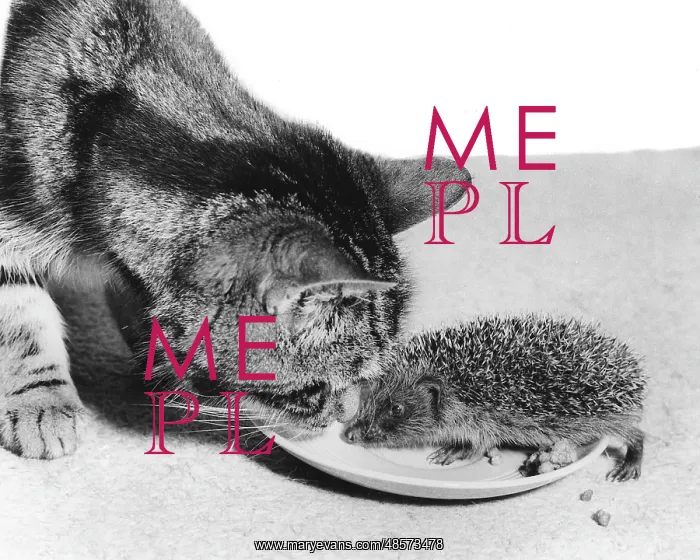  : Cat and Hedgehog