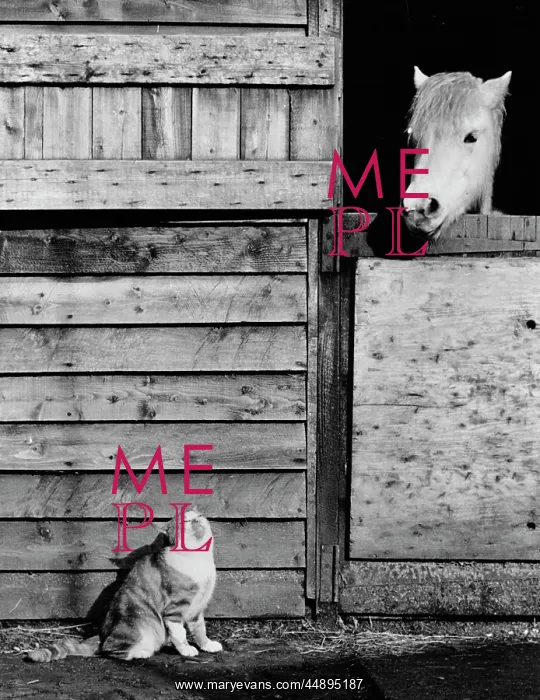 : Cat and horse enjoying the sunshine : Cat and horse enjoying the sunshine