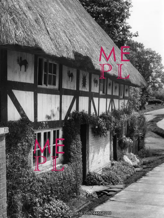 : THE CAT HOUSE : THE CAT HOUSE