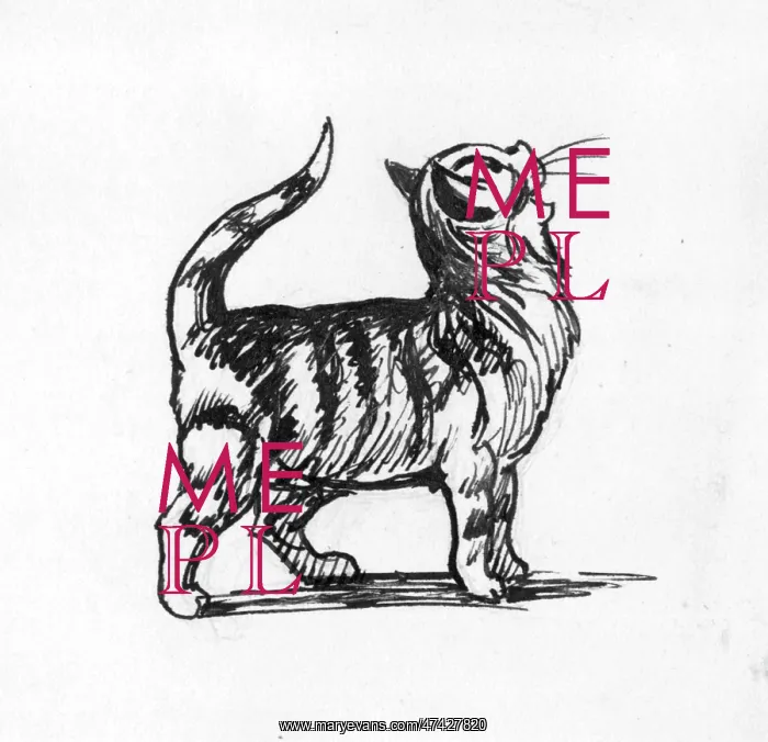 : Cat illustration : Cat illustration