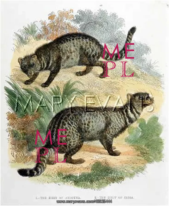  : CAT  /  INDIAN CIVET C1880