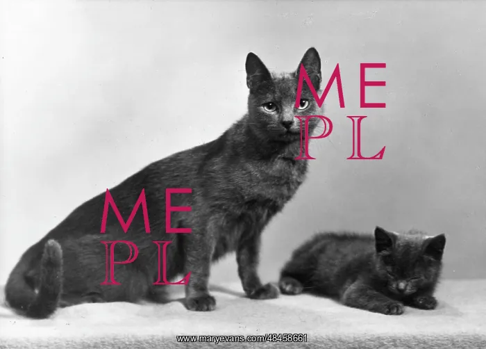 : CAT AND KITTEN : CAT AND KITTEN