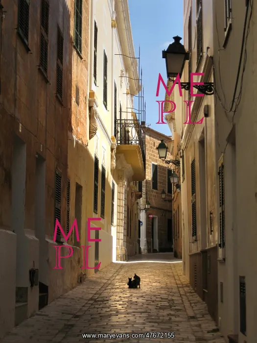 : Cat and kitten sit in the middle of an alleyway, Ciutedella : Cat and kitten sit in the middle of an alleyway, Ciutedella