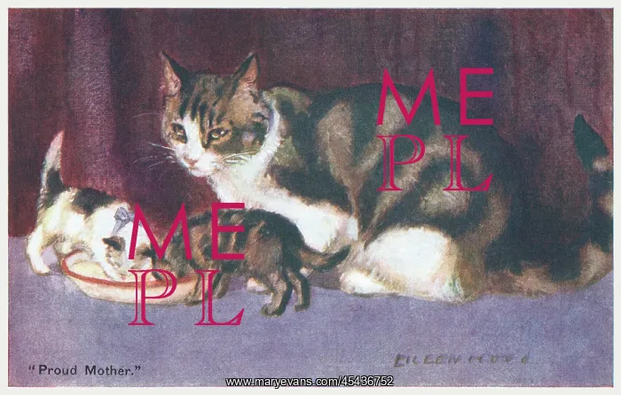 : Cat & Kittens : Cat & Kittens