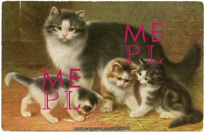  : Cat and three kittens