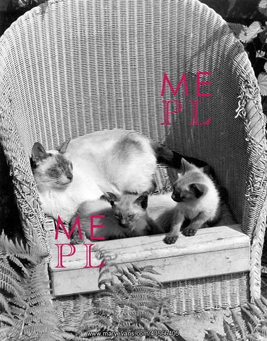 : Cat and two kittens in a garden chair : Cat and two kittens in a garden chair