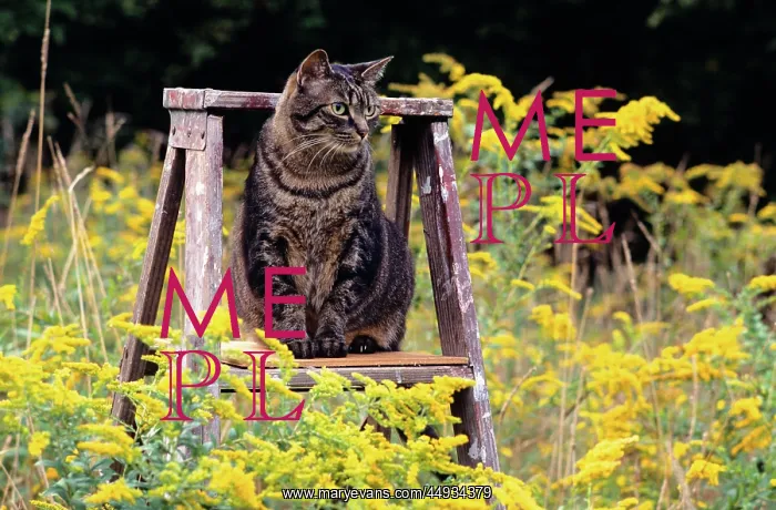 : Cat on Ladder in Field of Goldenrods : Cat on Ladder in Field of Goldenrods