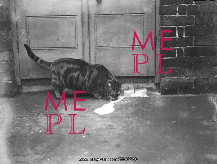  : CAT LAPS UP SPILT MILK