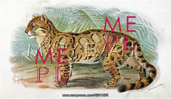  : CAT  /  LEOPARD C1860