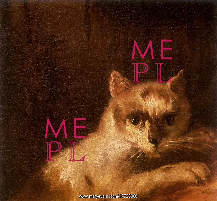 : Cat looking at Viewer : Cat looking at Viewer