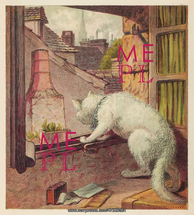 : CAT LOOKS OUT OF WINDOW : CAT LOOKS OUT OF WINDOW