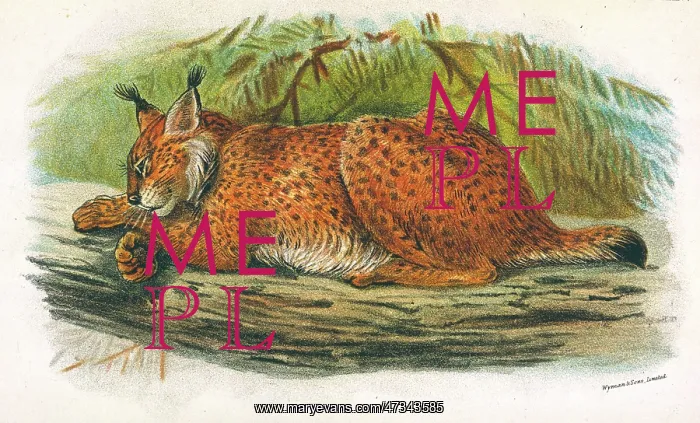  : CAT  /  LYNX C1860
