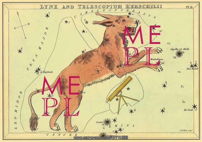 : Cat with Lynx and Telescope : Cat with Lynx and Telescope
