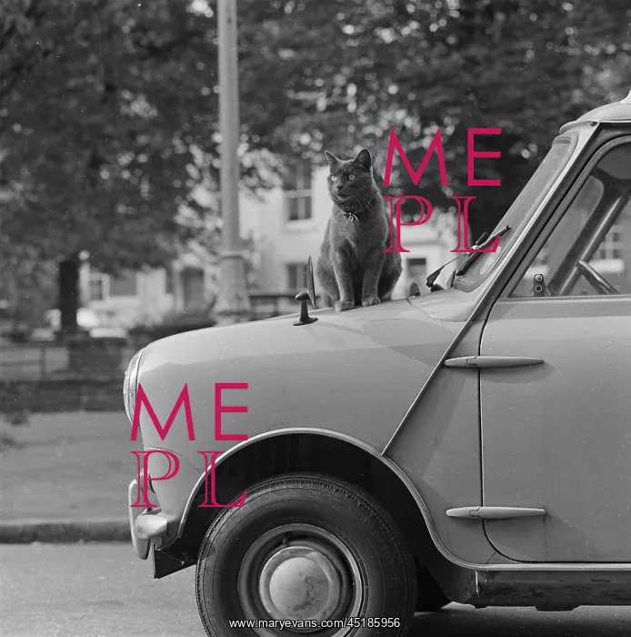 : Cat on a Mini : Cat on a Mini