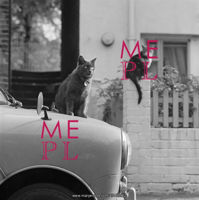 : Cat on a Mini : Cat on a Mini