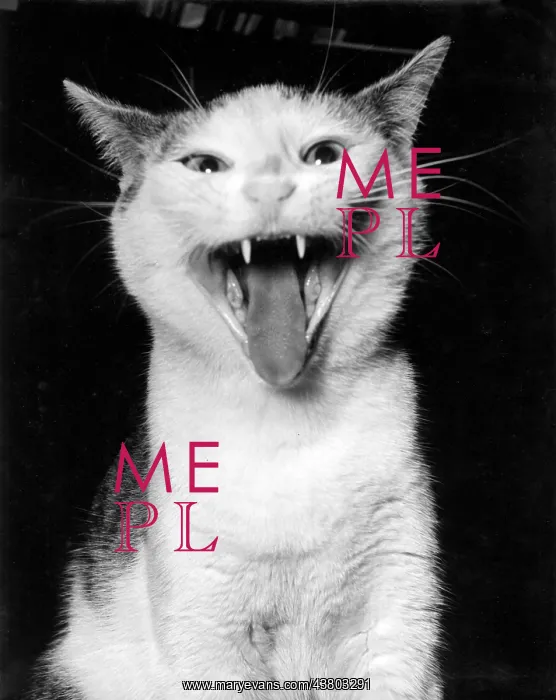 : Cat with its mouth open : Cat with its mouth open