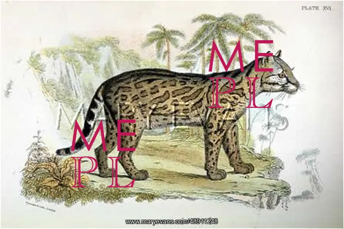 : CAT / OCELOT C1860 : CAT / OCELOT C1860