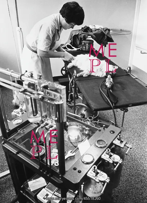 : CAT ON OPERATING TABLE : CAT ON OPERATING TABLE
