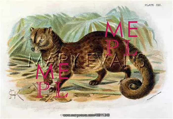  : CAT  /  PALM CIVET 1860