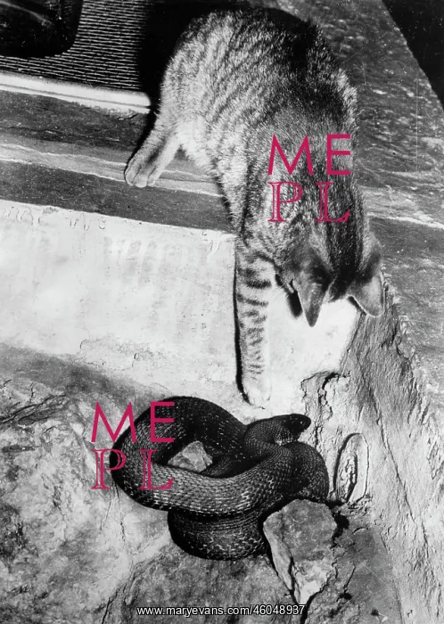 : Cat pawing snake : Cat pawing snake