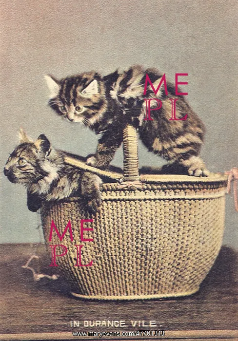  : Cat Prisoner